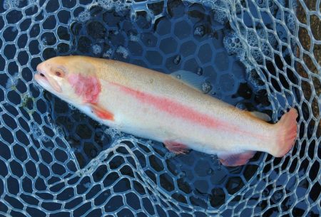 持ち帰りぴったりサイズをキャッチ！ ～フィッシングパーク高島の泉～